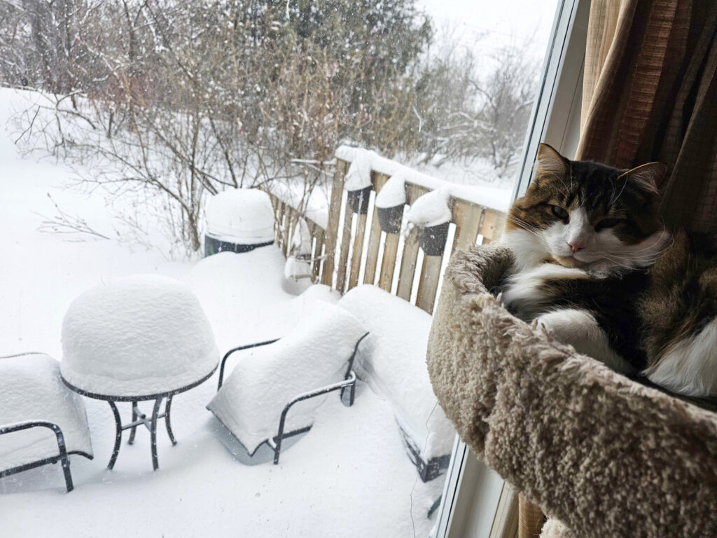 A photo of our fluffy cat Monty laying in his cat tree with an enormous amount of snow visible through the window behind him.