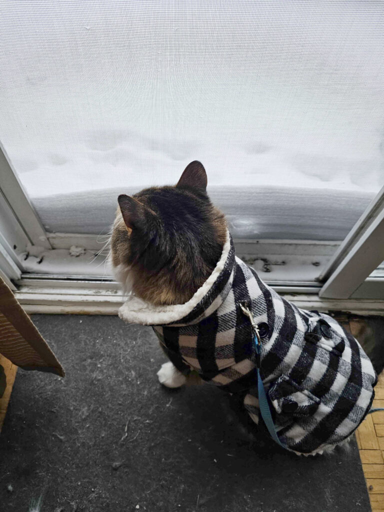 A photo of our cat Monty bundled up in his winter jacket, standing ready to go outside. A huge drift of snow is on the other side of the screen door.